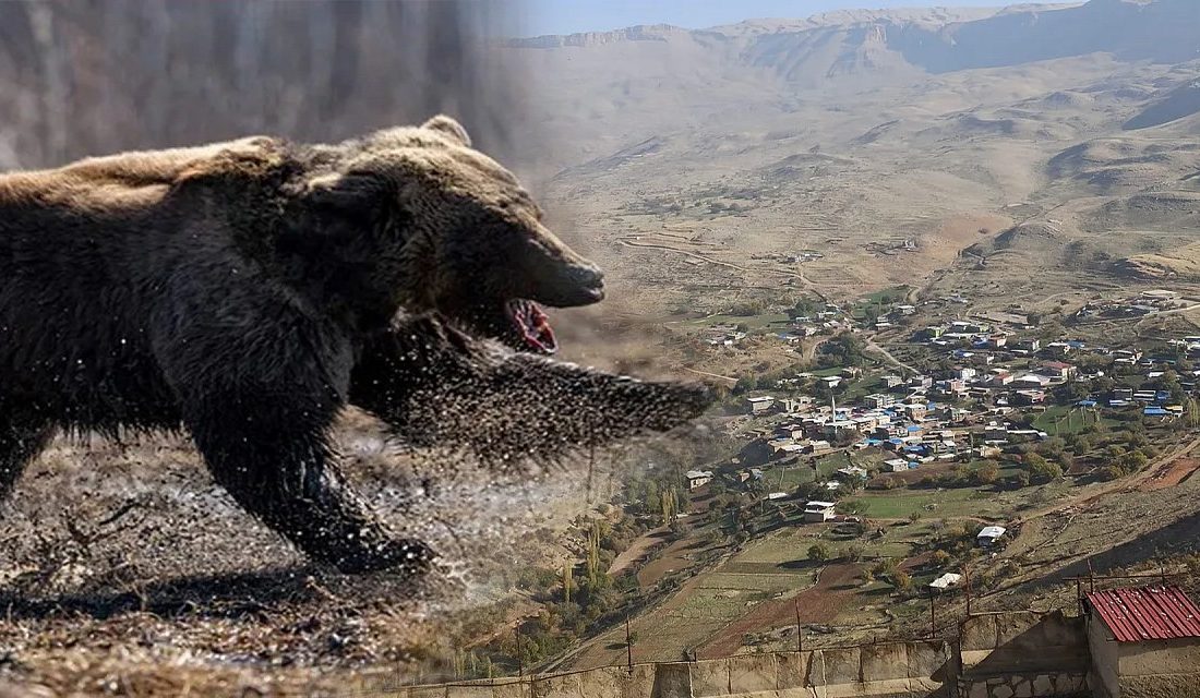 Hakkari’nin Geçitli köyünde meydana gelen ayı saldırısında 23 yaşındaki Mehmet