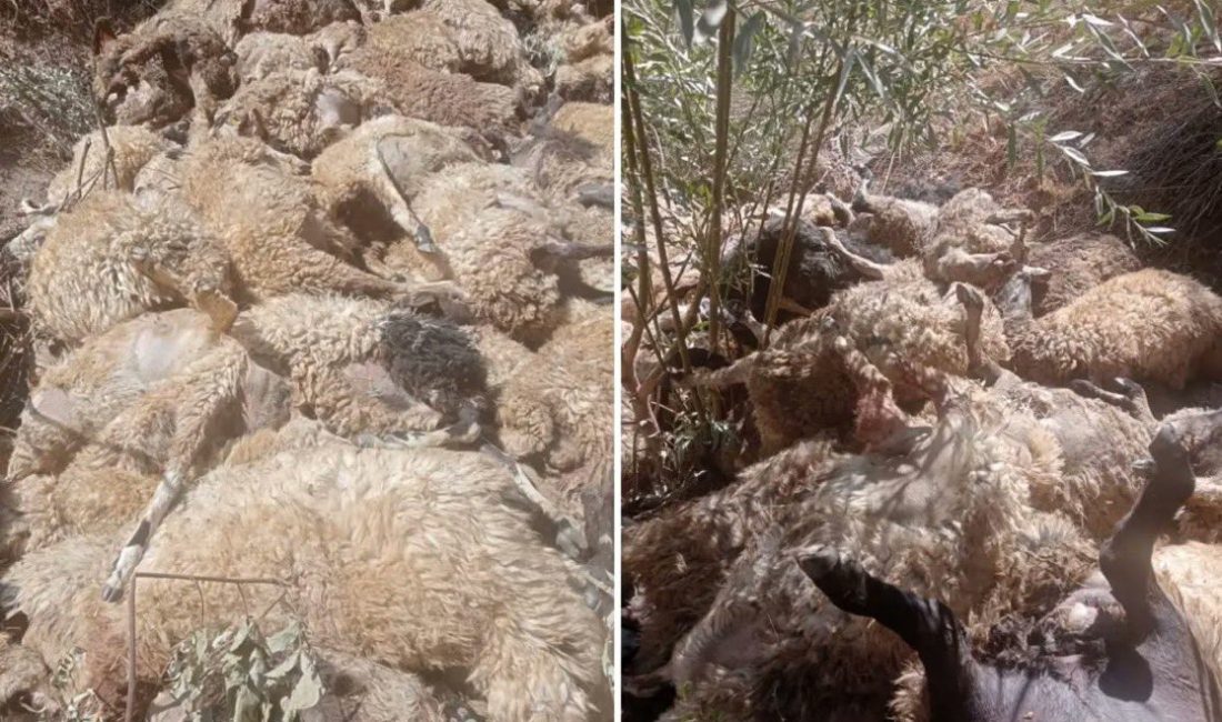 Van’ın Çatak (Şax) ilçesinde yaşanan üzücü bir olayda, sürünün öncüsü