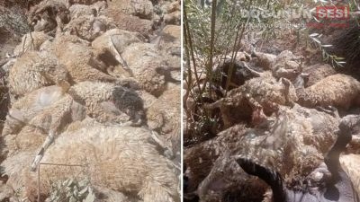 Van’ın Çatak (Şax) ilçesinde yaşanan üzücü bir olayda, sürünün öncüsü
