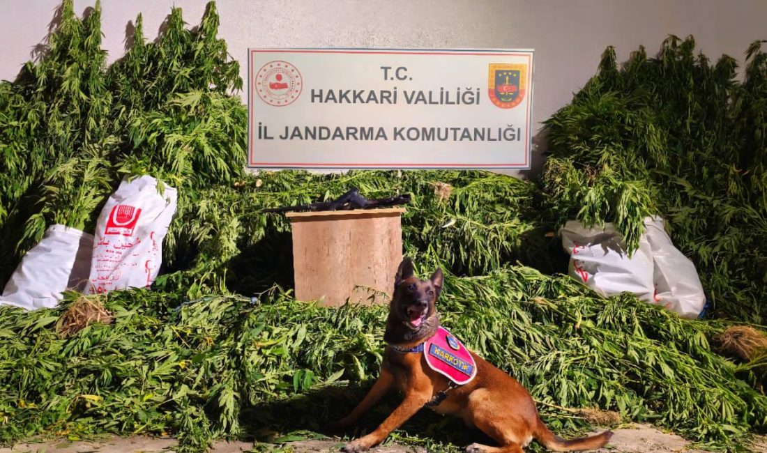 Hakkâri İl Jandarma Komutanlığı ekipleri, uyuşturucu ile mücadele kapsamında yürüttüğü