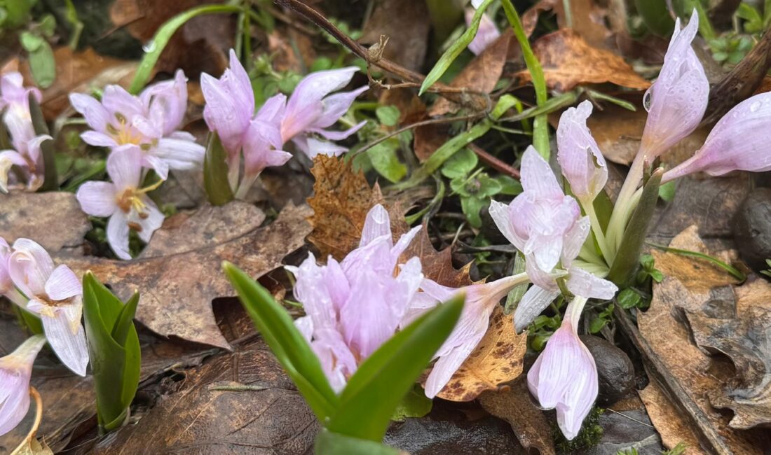 Kışın Ardından Bahar Müjdesi: Şırnak’ta Çiçekler Açtı Kış mevsiminin sert ve zorlu geçtiği Şırnak’ta, baharın ilk işaretleri