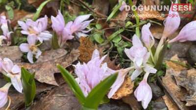 Kış mevsiminin sert ve zorlu geçtiği Şırnak’ta, baharın ilk işaretleri