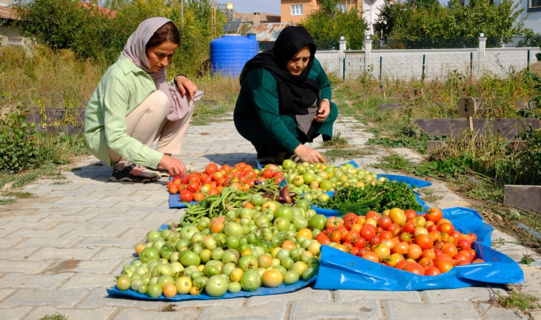 İpekyolun'da Kadınların Emeği Toprağa Bereket Oldu! Son Hasat Yapıldı.