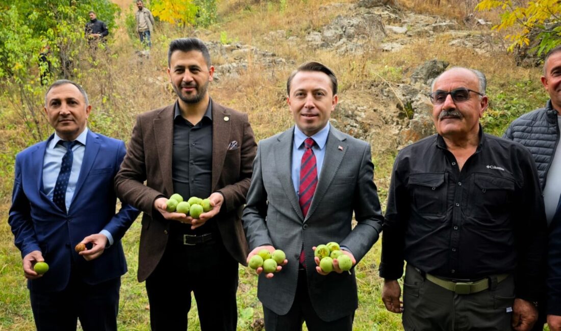Yüksekova’nın Bağdaş Köyü Ericik Mezrası’nda ceviz hasadı başladı. Kaymakam Volkan