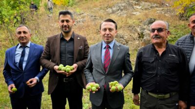 Yüksekova’nın Bağdaş Köyü Ericik Mezrası’nda ceviz hasadı başladı. Kaymakam Volkan